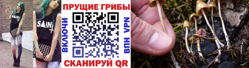Псилоцибиновые грибы Psilocybine cubensis  мега как зайти  Лакинск  как найти наркотики 